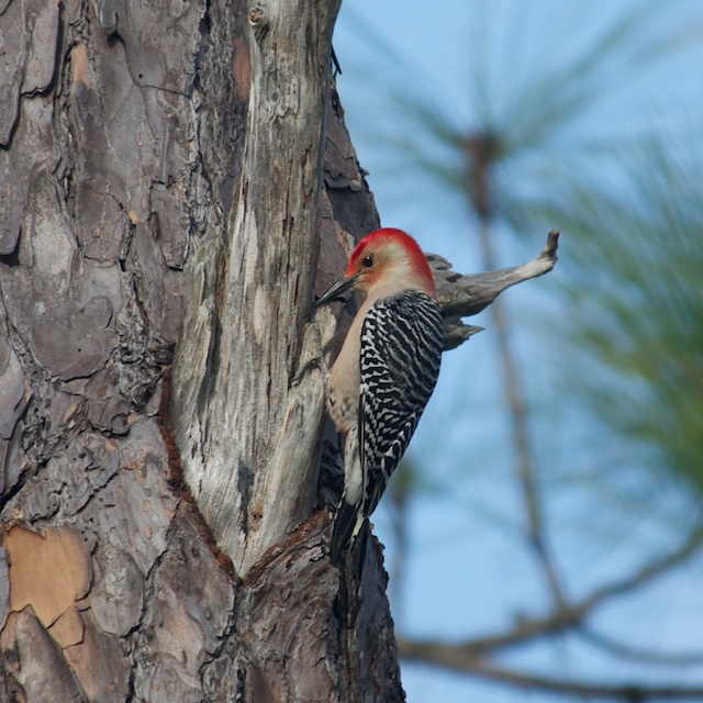 grayton woodpecker