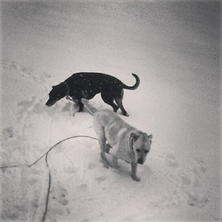Lola & Zeus checking out the fresh snow (still falling)