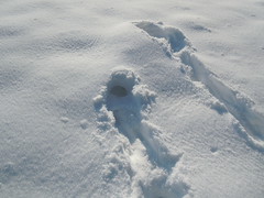 Animal tracks in snow