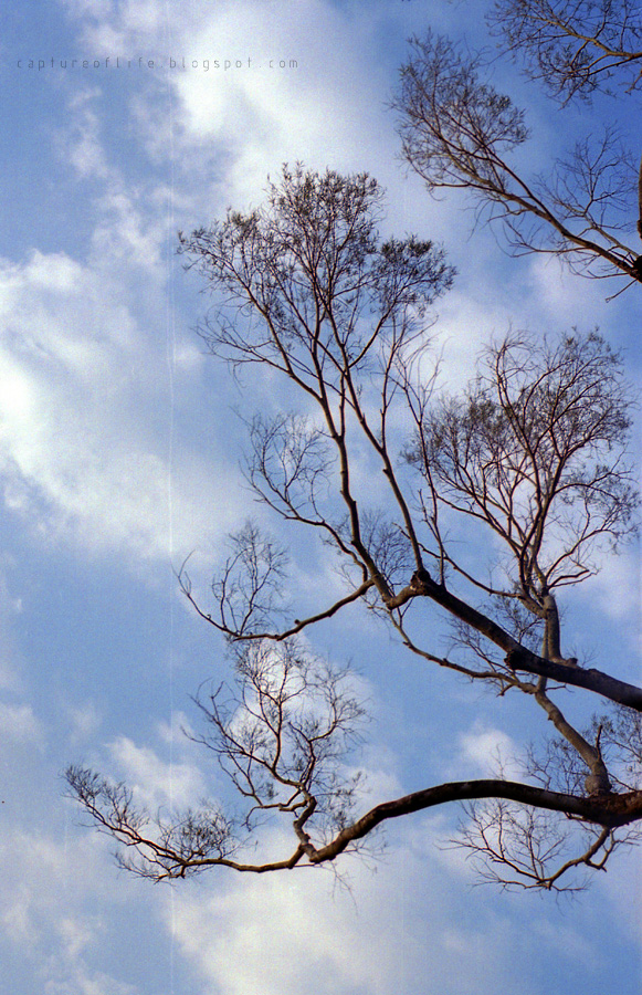 tree & sky