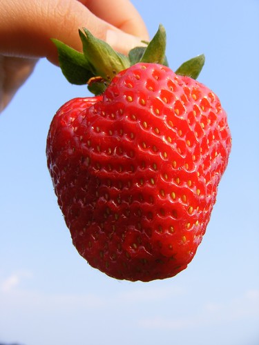 Fresh-Strawberry-Against-Blue-Sky__DSCF0707-768x1024 by Public Domain Photos