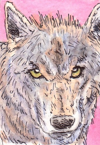 Wolf by stephro