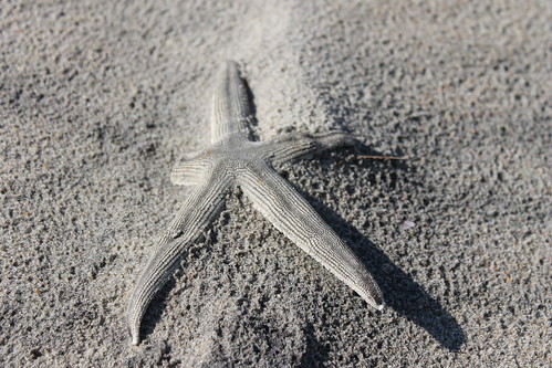 Ocracoke Island shelling. Starfish.