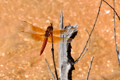 Utah Odonata