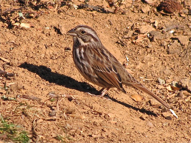 Song Sparrow at Lake Junaluska in Haywood County, NC 04