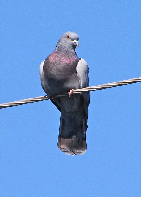 Rock Pigeon at Lake Junaluska in Haywood County, NC 02