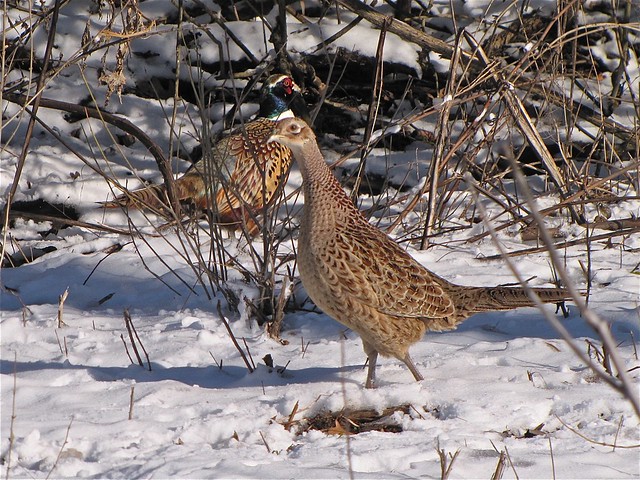 Ring-necked Pheasant at Moraine View State Park in McLean County, IL 03