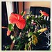 One of my hibiscus plants is thriving inside. It's freaking posted by mromanmanson to Flickr