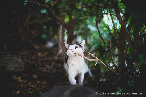 Neot the cat by twoguineapigs pet photography