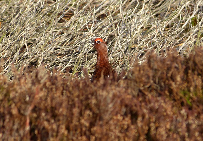 29126 - Red Grouse, Burley Moor