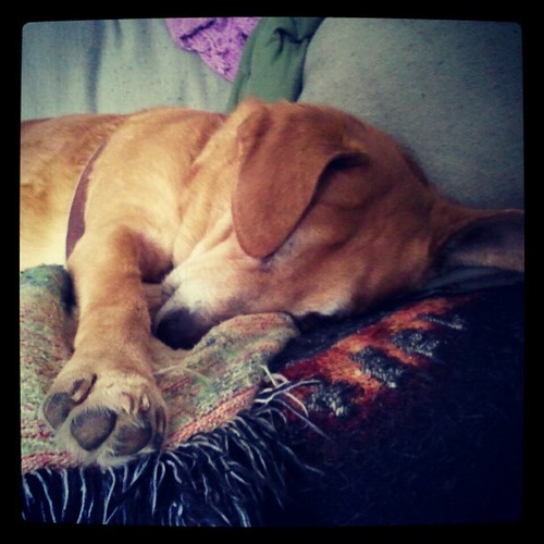 Sleepy Sophie #dogstagram #hound #rescue #adoptdontshop #lazy #sleepy #paw #ears