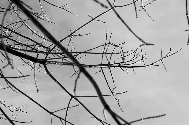 048 branches