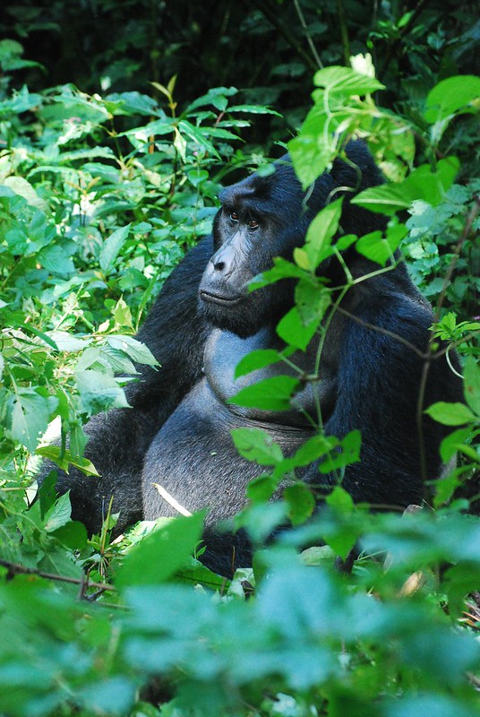 Gorilla tracking, Bwindi