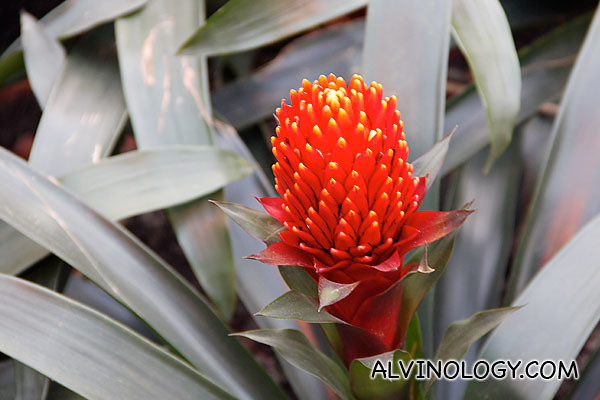 Close-up shot of a Torch Bromeliad flower 