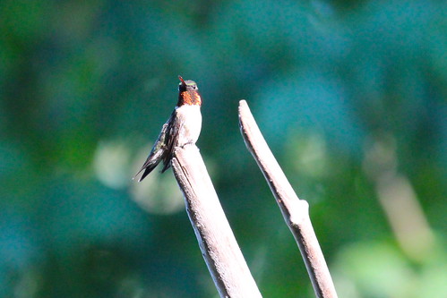 Ruby throated hummingbird by ricmcarthur