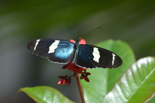 The glowing iridescent blue of Heliconius sara on red flower