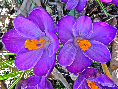 Colourful Spring Crocus! .........(63/365) by Irene_A_