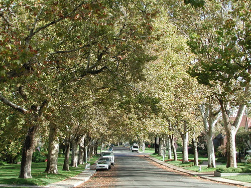 In addition to improving the look and feel of a neighborhood, trees help lower energy costs, conserve landscape water use, reduce storm-water runoff and store carbon. (Forest Service, Pacific Southwest Research Station photo).