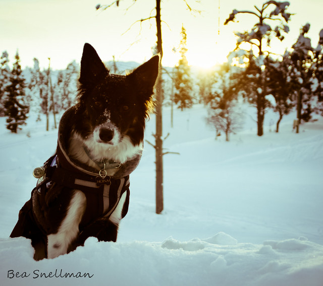 Arctic dog