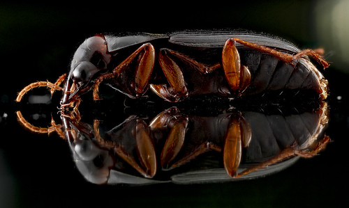 Beetle on glass_2013-01-15-13.58.13 ZS PMax
