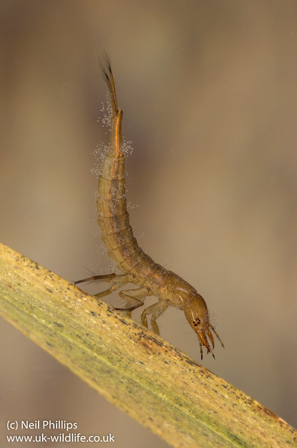Diving beetle larva Dytiscus sp