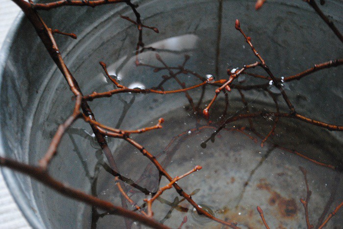Branches in bucket
