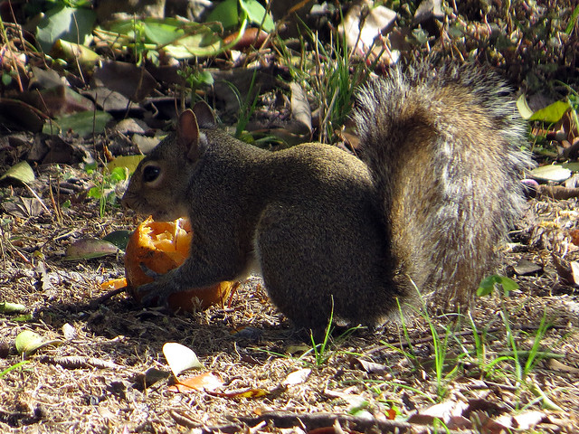 Do squirrels eat oranges?