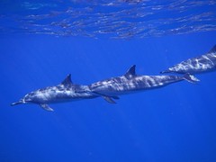 ハワイ島・野生のイルカと泳ぐドルフィンスイム