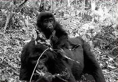 大猩猩（Gorilla beringei beringei）母子，攝於烏干達無法穿越的布溫迪森林，照片由TEAM網絡提供。