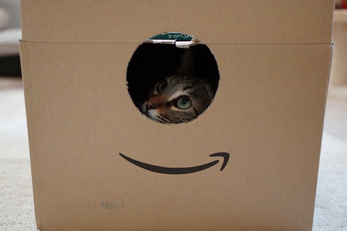 Amazon cat