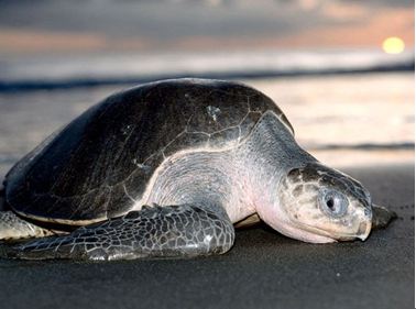 圖片作者：Bill Curtsinger。圖片來源：http://animals.nationalgeographic.com/animals/reptiles/olive-ridley-sea-turtle/?source=A-to-Z