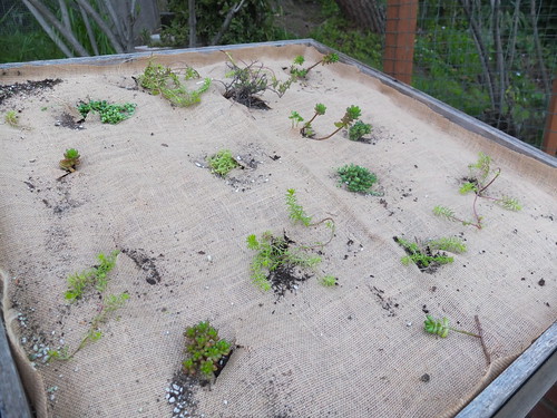 re-planting the green roof