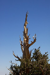 Ancient Bristlecone Forest
