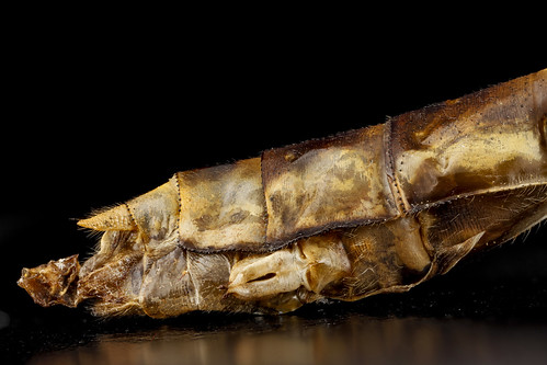 Ophiogomphus susbehcha, F, underside of the tip of the abdomen, Virginia, James River_2013-03-13-14.16.01 ZS PMax