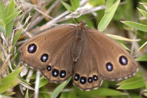 翅膀邊緣有多數小眼紋的眼蝶。(黃嘉龍攝)