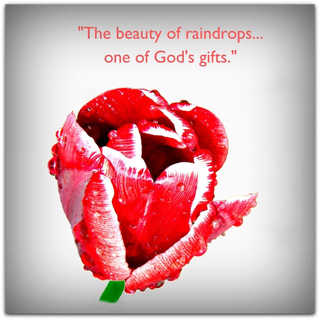 "The beauty of raindrops... one of God's Gifts."