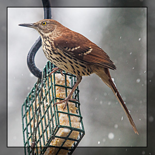 thrush and snow by Southernpixel - Alby Headrick