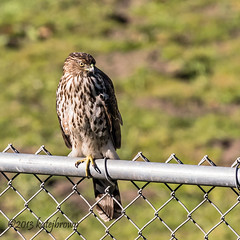 Hawk chilling on a fence