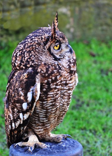 Eagle Owl 2 by birbee
