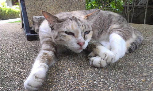 Koh Samui cat- First Bungalow