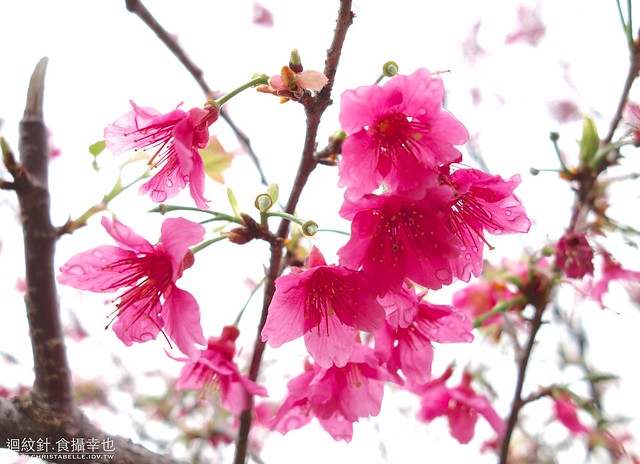 2013磺溪旁櫻花