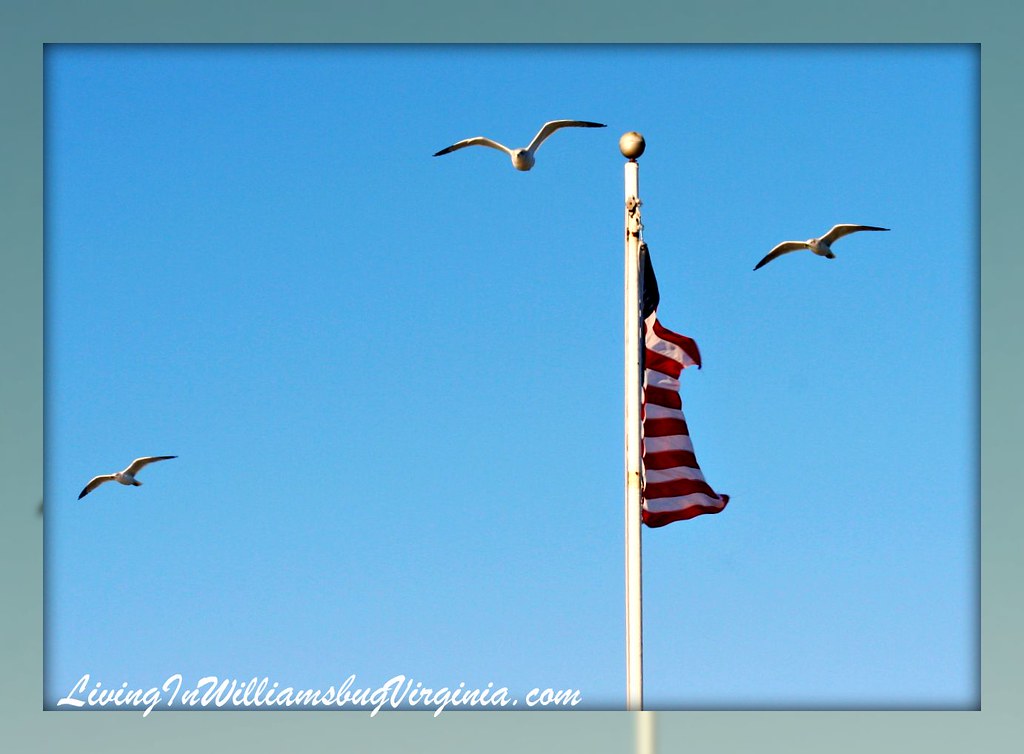 Flag and Gulls