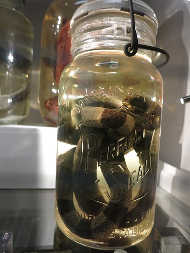 Sea snake in a jar