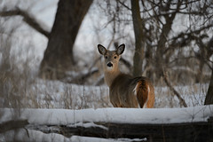 Deer_41882.jpg by Mully410 * Images