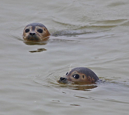 Common Seal Sandwich Bay by Kinzler Pegwell