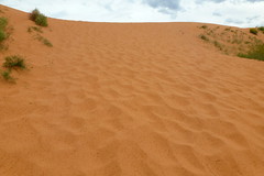 Miscellaneous of Coral Pink Sand Dunes SP