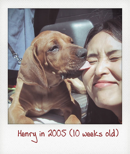 Henry licks Ako's face in 2005