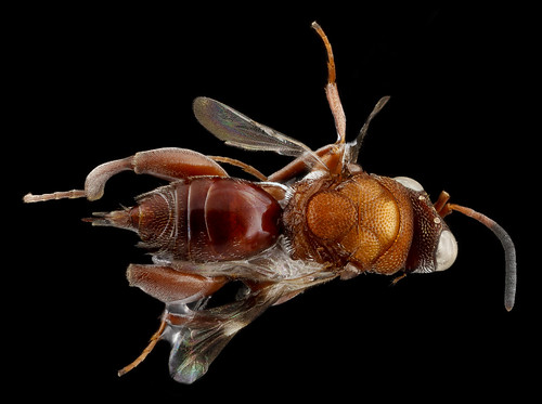 Wasp (2), U, back, Florida, Duval County_2013-03-15-14.55.15 ZS PMax