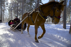 Horse sledge