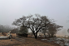 hamilton cemetery